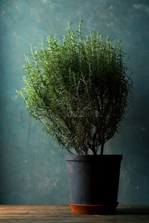 Large bush of rosemary stock photo. Image of floral 241832162