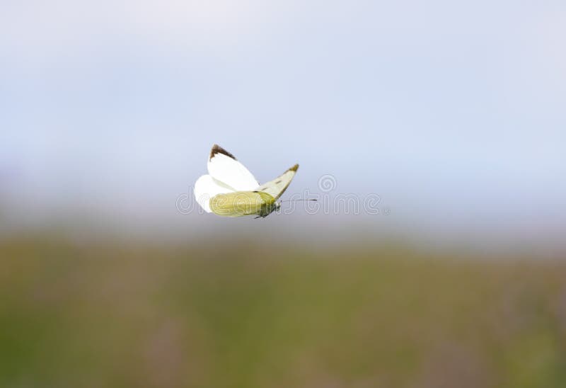 Large Cabbage White in Flight. Butterfly in Natural Environment Stock