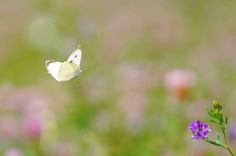 Large Cabbage White in Flight. Butterfly in Natural Environment Stock