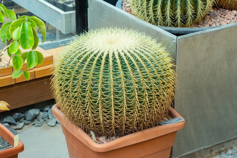 Large cactus Echinocactus grusonii, yellow hard needles. Mexico succulent known as Golden Barrel Cactus, Golden Ball, Mother-in- royalty free stock image Large cactus Echinocactus grusonii, yellow hard needles. Mexico succulent known as Golden Barrel Cactus, Golden Ball, Mother-in- royalty free stock image
