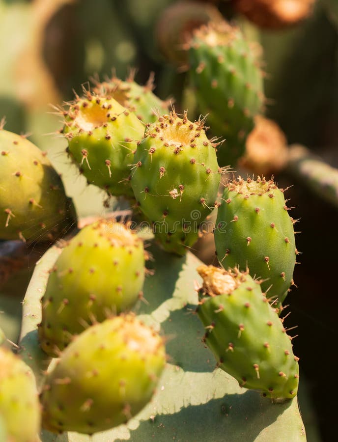 Large Cactus Leaves with Prickly Fruits Stock Photo Image of fruits