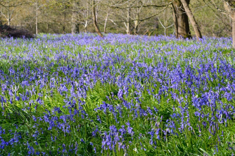 Large carpet of bluebells