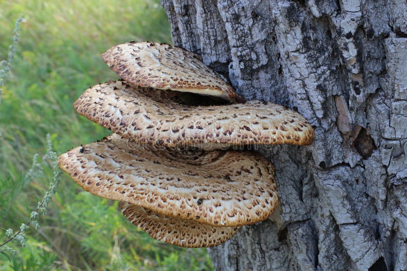 Large Chaga Mushroom on the tree.
