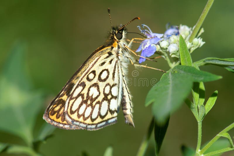 Large chequered skipper