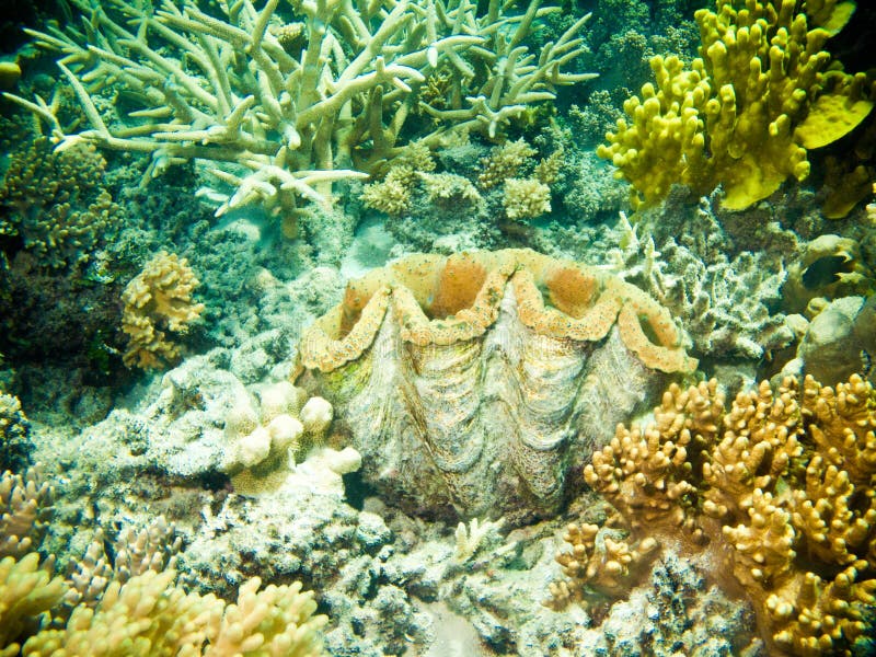 Corals and Sponges on the Jetty Pylons in the Ocean Aquarium Stock ...