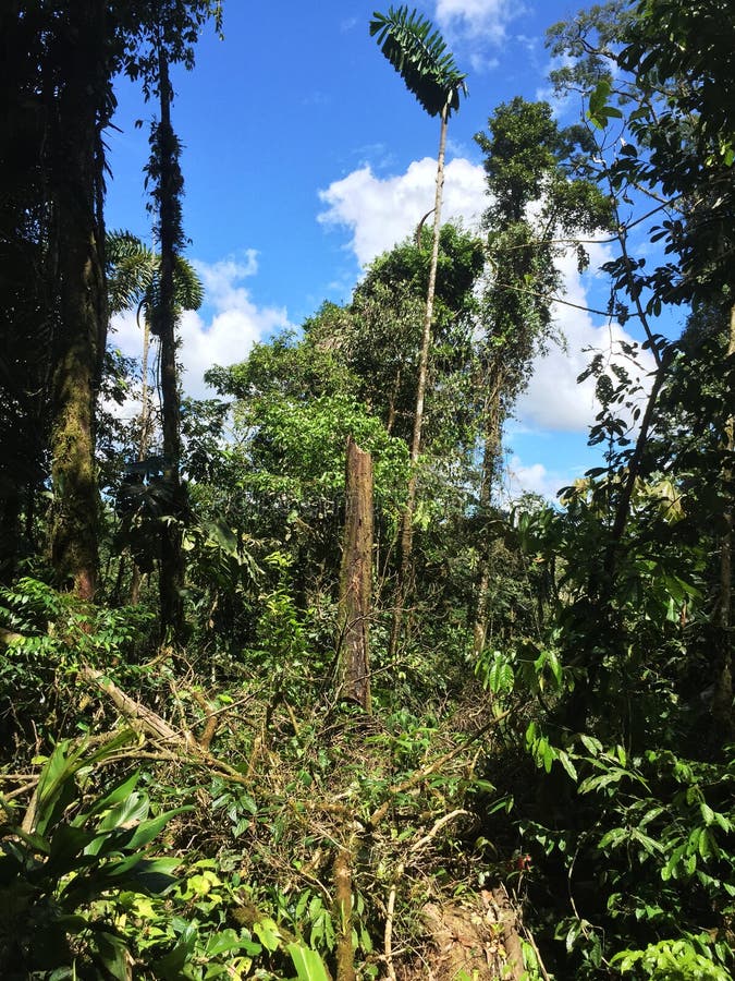 A Large Clearing in the Jungle because of a Tree that Has Been Fallen