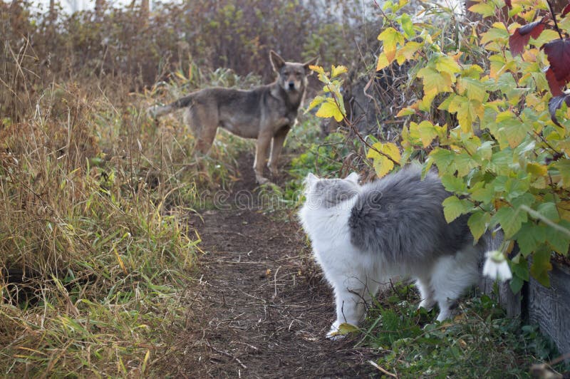 Meeting a dog and a cat on the track stock photo