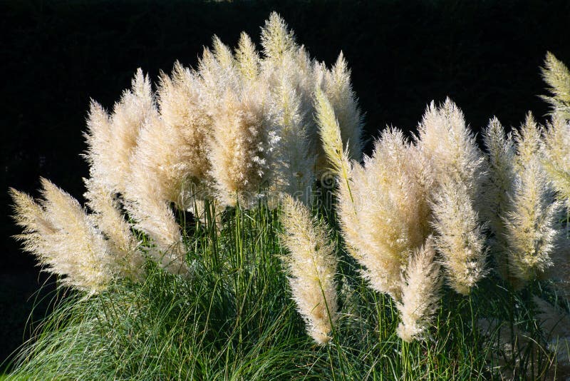 Large Clump of Pampas Grass Stock Image Image of horticulture