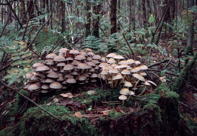 A large cluster of wild mushroom, toadstools. stock photo A large cluster of wild mushroom, toadstools. stock photo