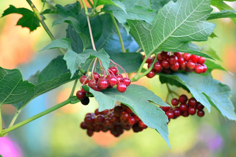 Large clusters of a red viburnum close up royalty free stock images