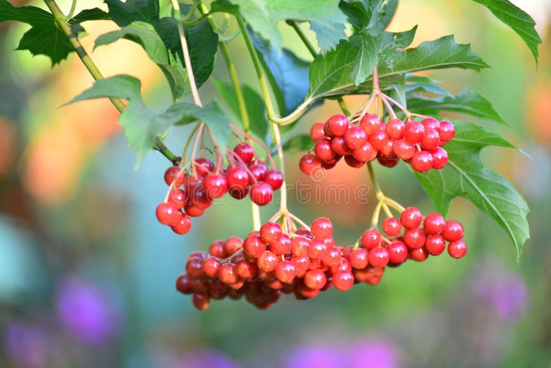 Large clusters of a red viburnum close up stock photography