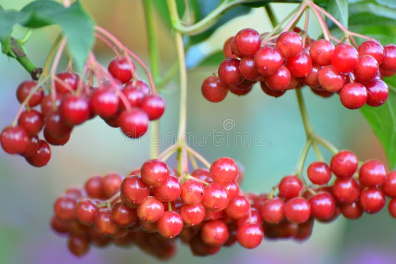Large clusters of a red viburnum close up royalty free stock images