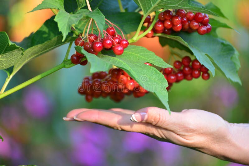 Large clusters of red viburnum in female hands royalty free stock images
