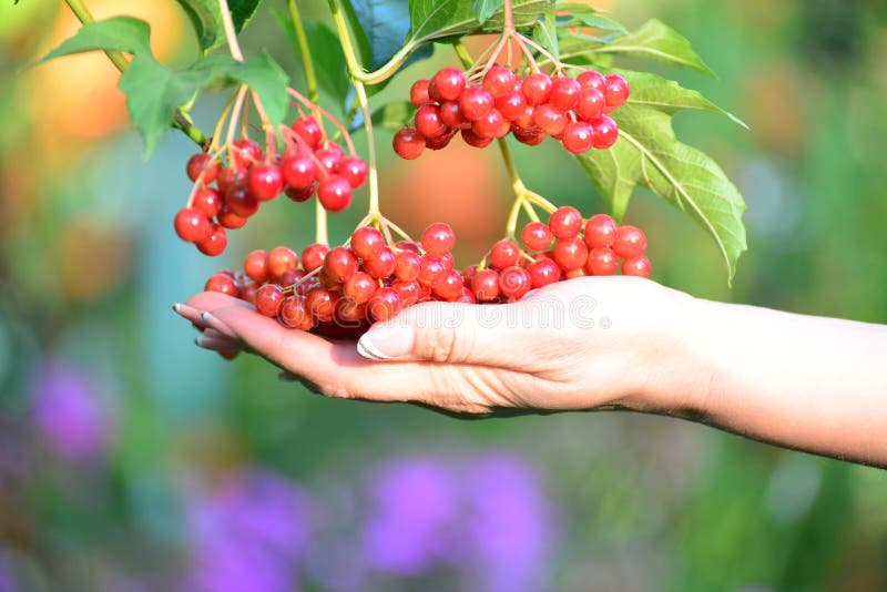 Large clusters of red viburnum in female hands stock photography