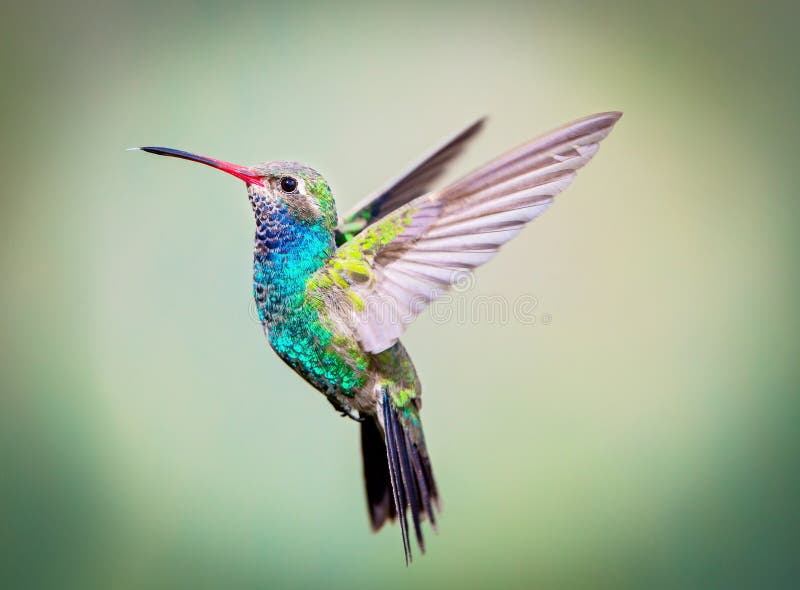 Large colibri affiché (mâle) photo libre de droits Large colibri affiché (mâle) photo libre de droits