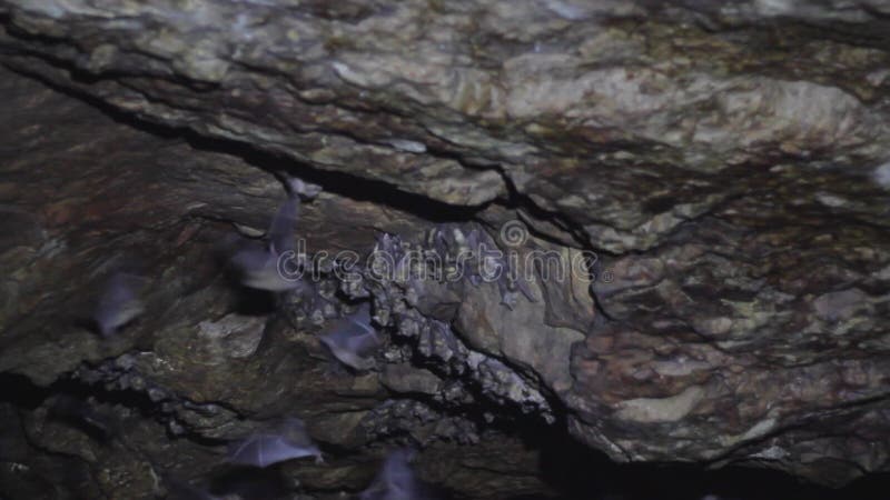 Bat Cave in the Caribbean Antigua Stock Video Biology Diagrams