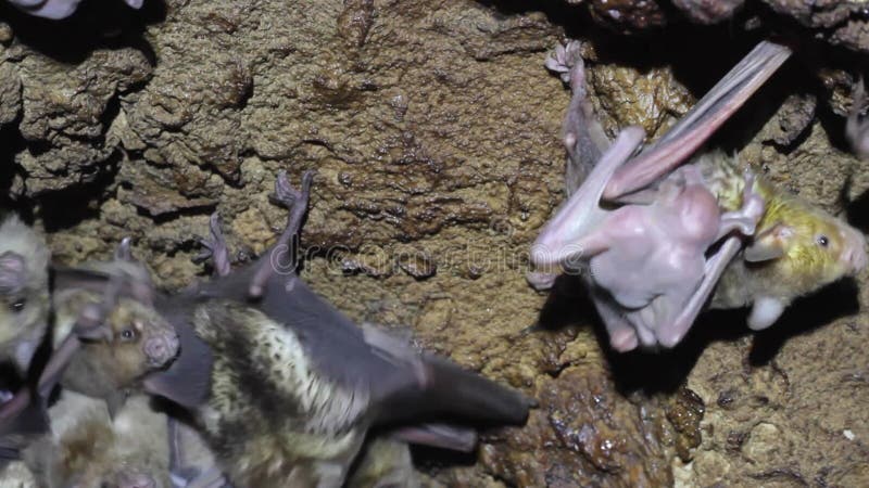 Bat Cave in the Caribbean Antigua Stock Video Biology Diagrams