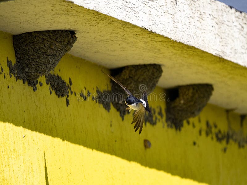 652 Swallow Nests Stock Photos - Free & Royalty-Free Stock Photos from  Dreamstime