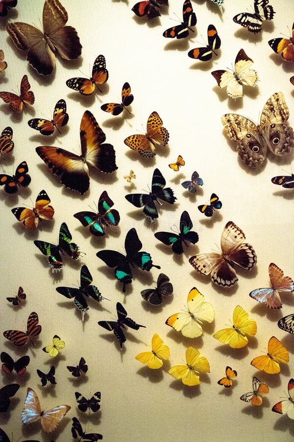 Large colorful collection of butterfly species with their wings spread on a display board.