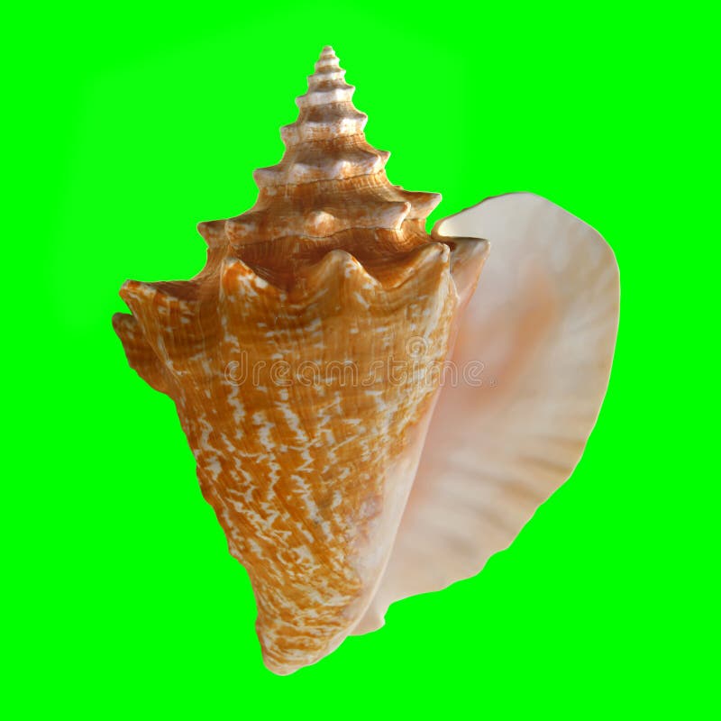 Vỏ sò sẽ mang đến cho bạn sự thư giãn và cảm giác bình yên khi đưa mắt vào nhìn. Xem hình ảnh liên quan đến vỏ sò và cảm nhận sự độc đáo và tinh tế của món trang sức này.