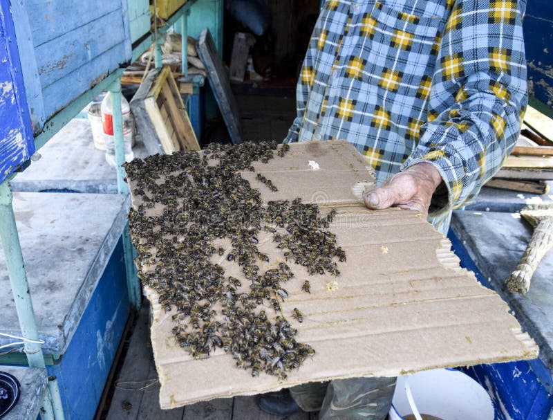 a large congestion of bees on a sheet of cardboard swarming of the large sheet of cardboard