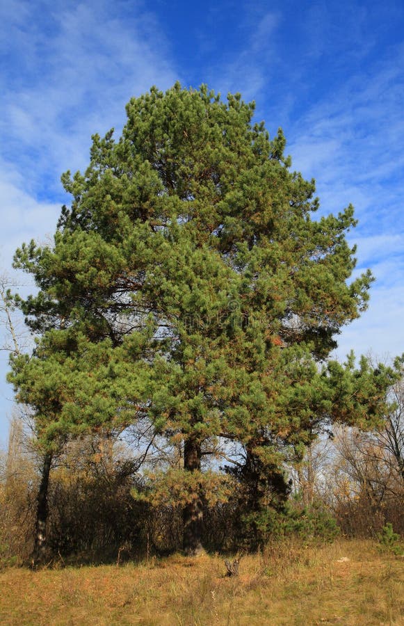 Large coniferous tree stock image. Image of rural, forest 12040945