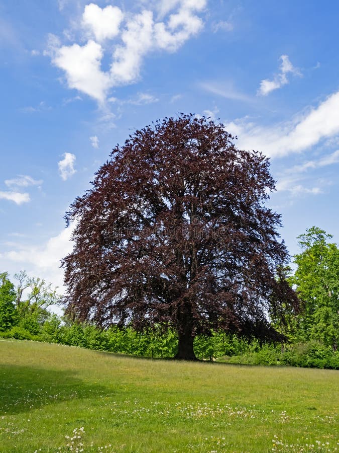 Large Copper Beech Fagus Sylvatica F. Purpurea in a Park Stock Photo Image of solitaire