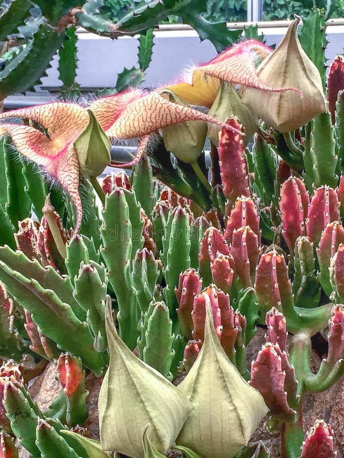 Large Corpse Flower in Bloom carrion Flower Stock Photo Image of