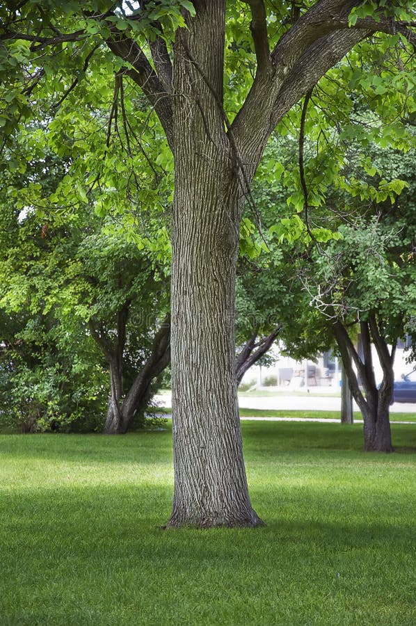 Large Cottonwood Shade Tree In A City Park Stock Photo - Image of