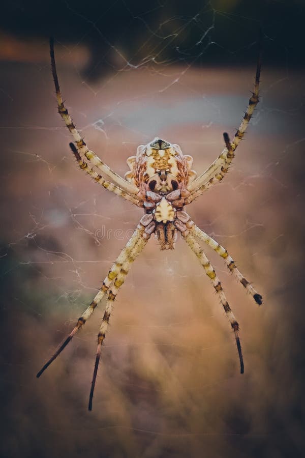 Large crab spider fotos de stock