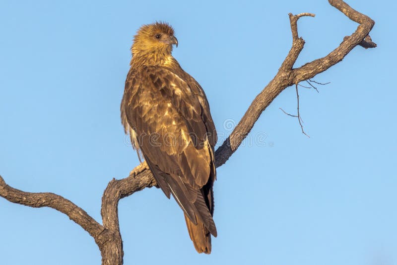 Whistling Kite in Queensland Australia Stock Image Image of nature