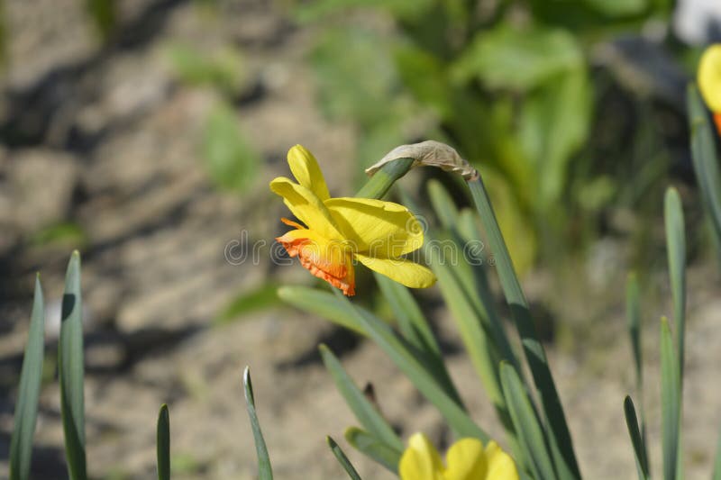 Large Cupped Daffodil Bantam Stock Photo Image of cupped, nature