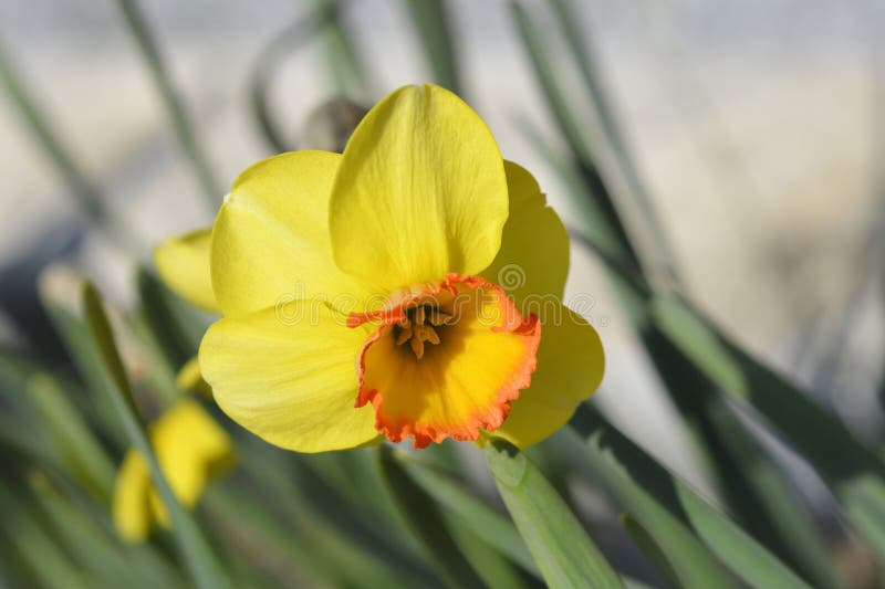 Large Cupped Daffodil Bantam Stock Photo Image of daffodil, spring