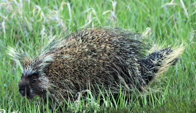Large cute porcupine wrambling thru tall grass.