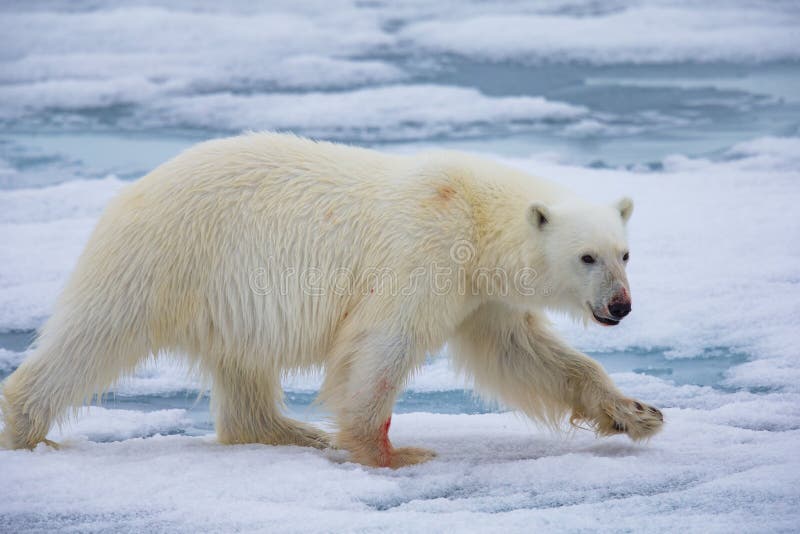Large Dangerous Polar Bear on an Ice Flow in Arctic Stock Image - Image of  islands, kill: 183547163