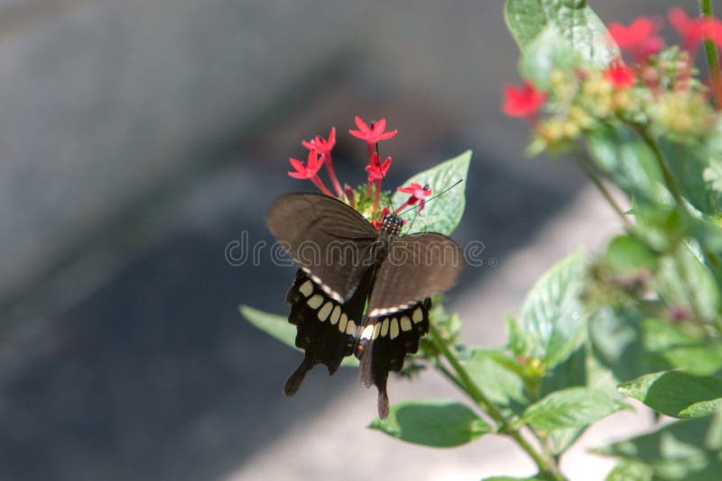 the large dark black butterfly in swallowtail family at Great Mormon. the large dark black butterfly in swallowtail family at Great Mormon