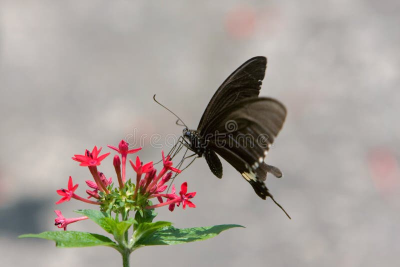 the large dark black butterfly in swallowtail family at Great Mormon. the large dark black butterfly in swallowtail family at Great Mormon