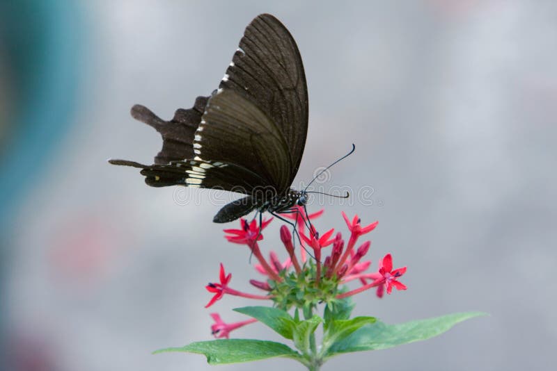 the large dark black butterfly in swallowtail family at Great Mormon. the large dark black butterfly in swallowtail family at Great Mormon