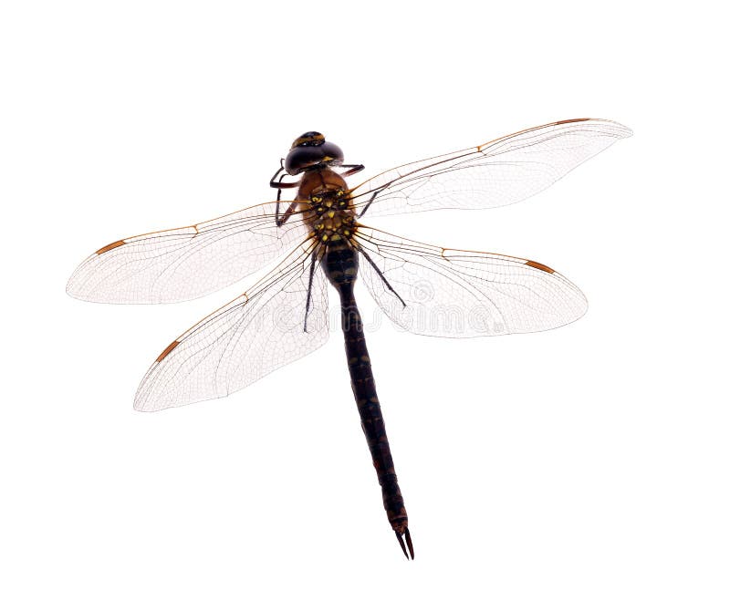 Large dark dragonfly isolated on white