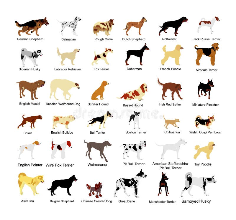 Large dog breed set collection vector illustration isolated on white background: american Staffordshire, pit bull terrier, wire fox terrier, welsh corgi Pembroke and cardigan, Manchester terrier. Large dog breed set collection vector illustration isolated on white background: american Staffordshire, pit bull terrier, wire fox terrier, welsh corgi Pembroke and cardigan, Manchester terrier...