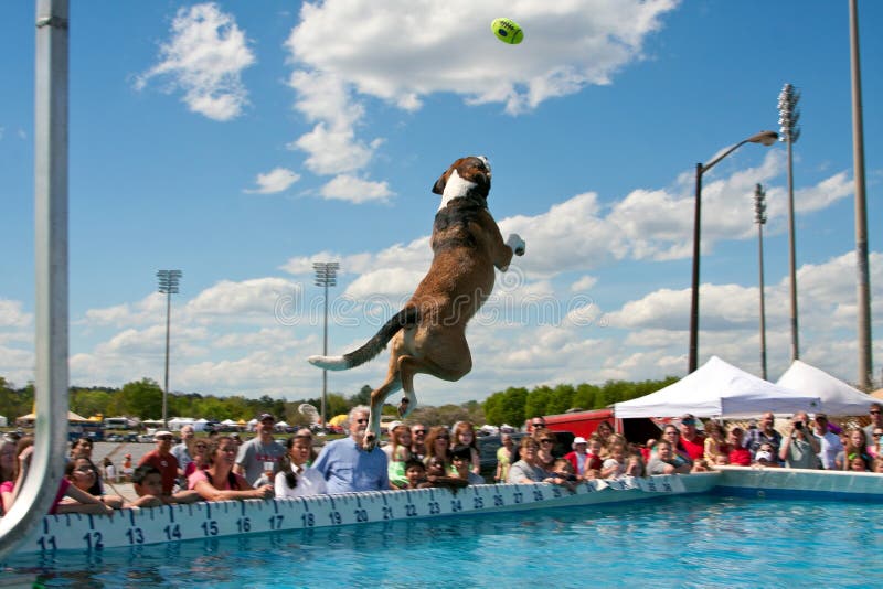 Large Dog Leaps Over Water To Catch Toy stock images Large Dog Leaps Over Water To Catch Toy stock images