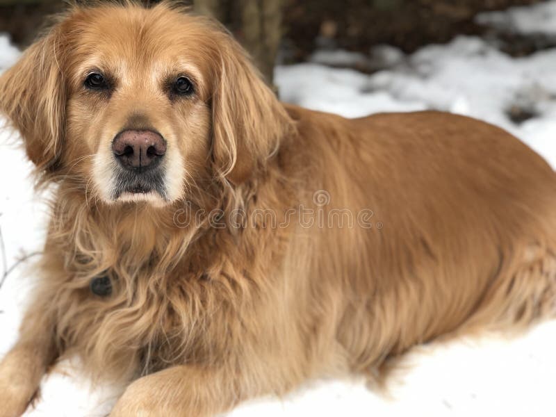 804 Large Brown Dog Long Hair Stock Photos - Free & Royalty-Free Stock  Photos from Dreamstime
