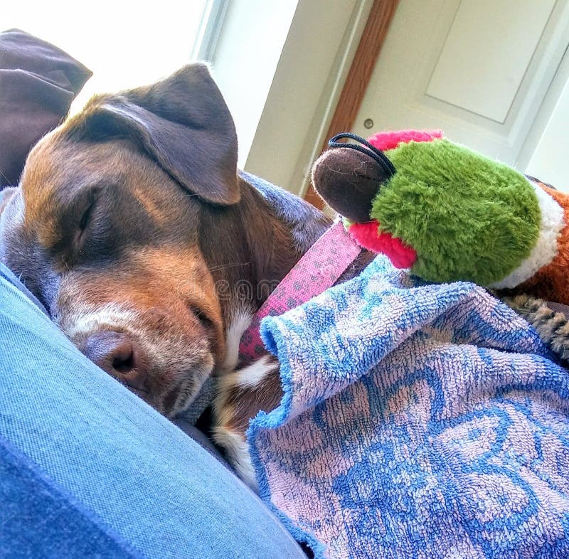 Sleeping dog stock image. Image of sleeps, large, sleeping 126586845