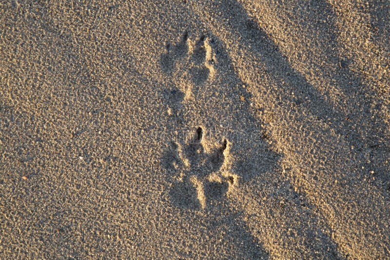 Large Dog Tracks in the Sand.the Dog is Walking on the Street Stock
