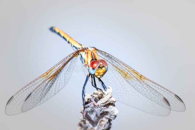 Large dragonfly Odonata with red and blue eyes resting on a lavender plant, Cape Town