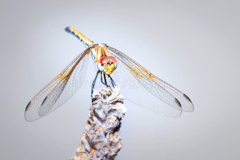 Large dragonfly Odonata with yellow eyes resting on a lavender plant, Cape Town