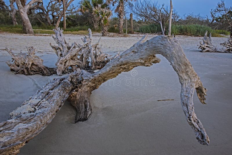 Large Driftwood on Driftwood Beach. Stock Image Image of wood, large