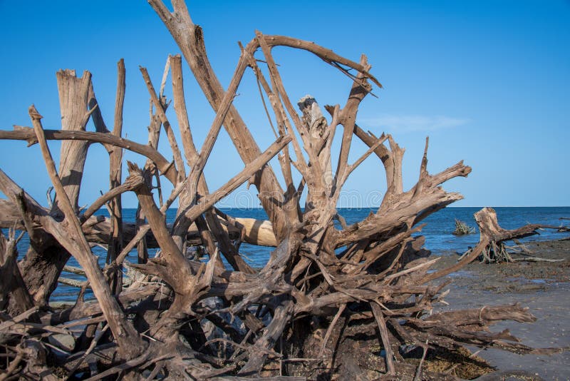 Large Driftwood on Secluded Florida Beach Stock Photo Image of roots