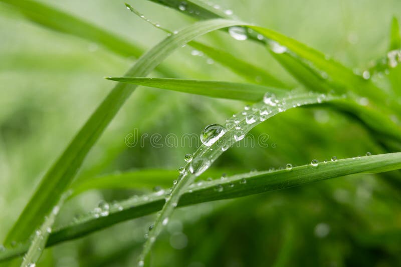 Large drop of water sparkles in sunshine on a leaf of grass close-up macro. Grass in morning dew in the spring summer on a green