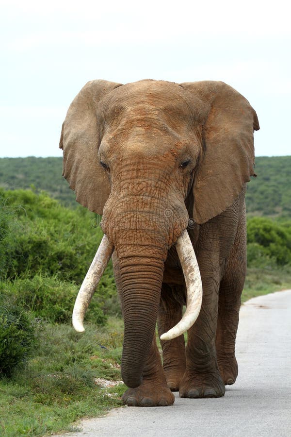 Large Elephant bull royalty free stock image Large Elephant bull royalty free stock image
